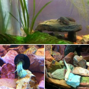 Aquariums