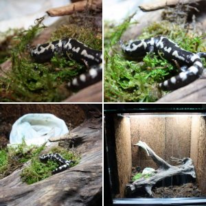 first newts Ambystoma Opacum