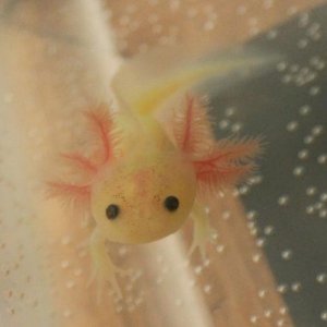 Axies