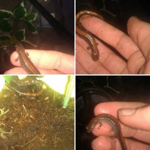 Plethodon Cinereus