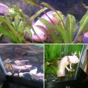 Boris, the female Axolotl.