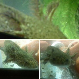 My axolotl