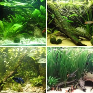 Fish Tanks