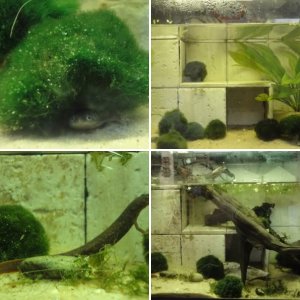 Amphibian Tanks
