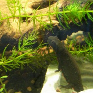 i-newt
