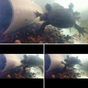 My Axolotls