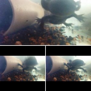 CHOMP!