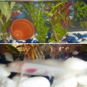 my axolotls