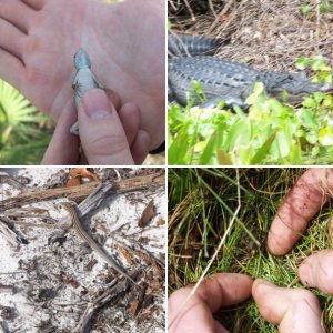 Florida herps