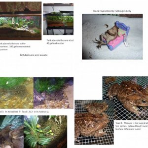 cane toads 2012