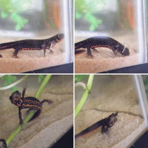 Cynops Pyrrhogaster Sasayama