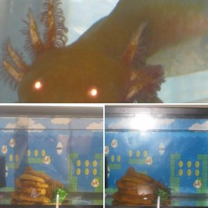 Aarna the (Golden Albino) Axolotl