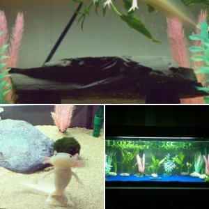 My First Axolotl