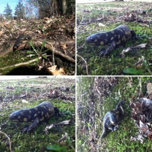 Terra my eastern tiger salamander