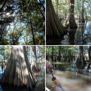 Swampland!