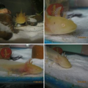 New Albino Golden Axie called Goldilocks :)