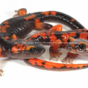 California salamanders