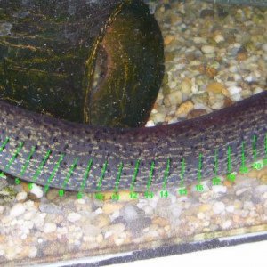 Sirenidae