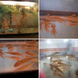 spotted salamander larvae