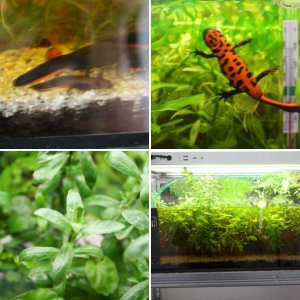 Walstadtank with Xaxim for H. orientalis