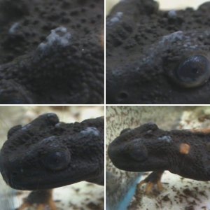 Tylototriton kweichowensis expressing toxins