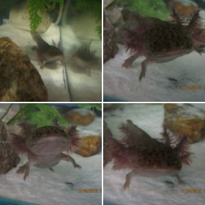 New (14/4/2012) Wild from Mel :)   "Lucy Leopard" Axolotl