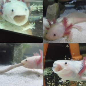 Axolotls