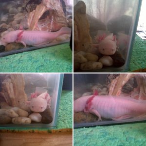 Axolotl