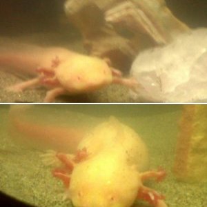 My old axolotl