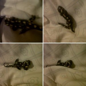 Salamander