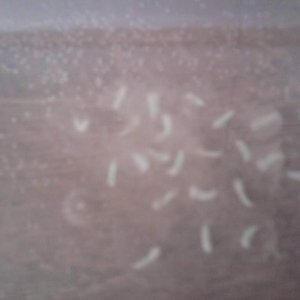 Albino Axolotl Eggs