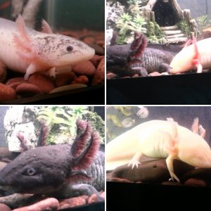 Parallax, Mimic, and the babies