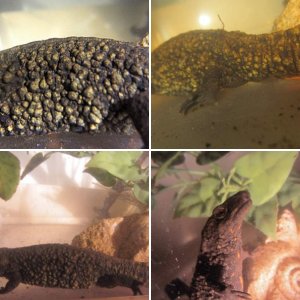 Paramesotriton chinensis