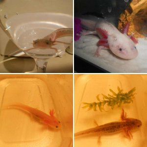 My Babies!! Axolotl's