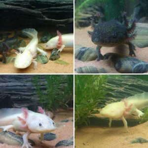 our babies