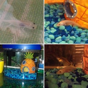 My Axolotl, and other fish