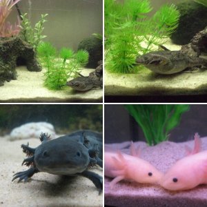 Axies and toads