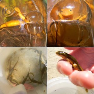 Just some nearby newts (not mine, just hung out with them for the day)