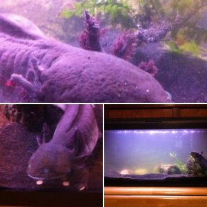 Axolotl