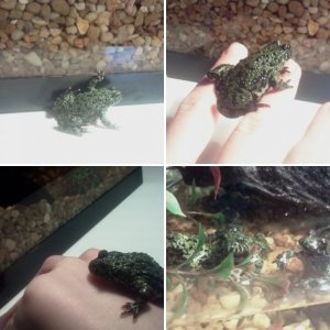 my firebellied toads