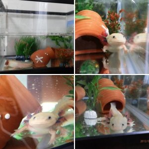 Cesar