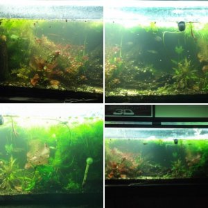 60 Gallon H. Orientalis Tank