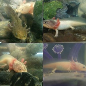 My Axies