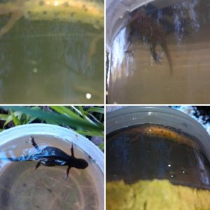 Pond dipping results