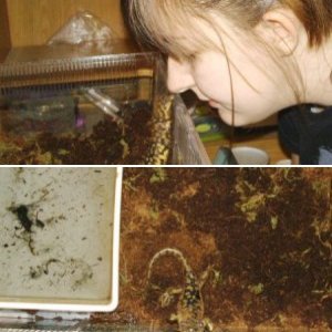 Marley - Tiger Salamander