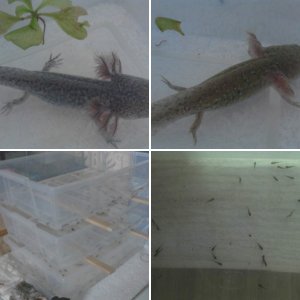 Our Axolotyl