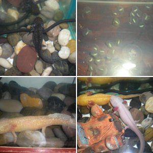 My Axies