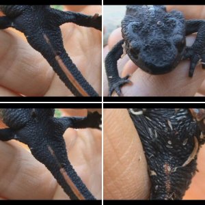Tylototriton asperrimus (probably)