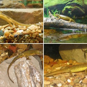 Notophthalmus