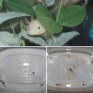 Raising axolotls